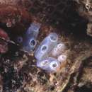 Image of <i>Cionidae morph blue</i>