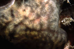 <i>Didemnid morph</i> six dot resmi