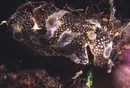 Image of <i>Didemnid morph black-yellow</i>