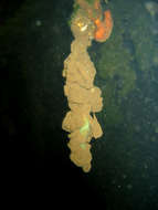 Image of Ascidian