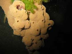 Image of Ascidian