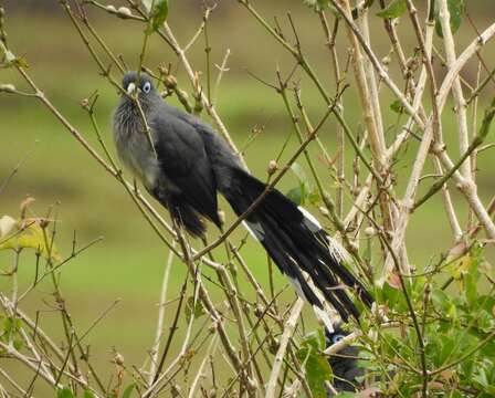 Image of Blue-faced Malkoha