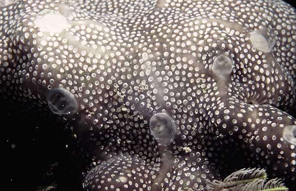 Image of Grey colonial ascidian