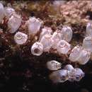 Image of Ecteinascidia bandaensis Millar 1975