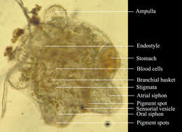 Ecteinascidia styeloides (Traustedt 1882) resmi