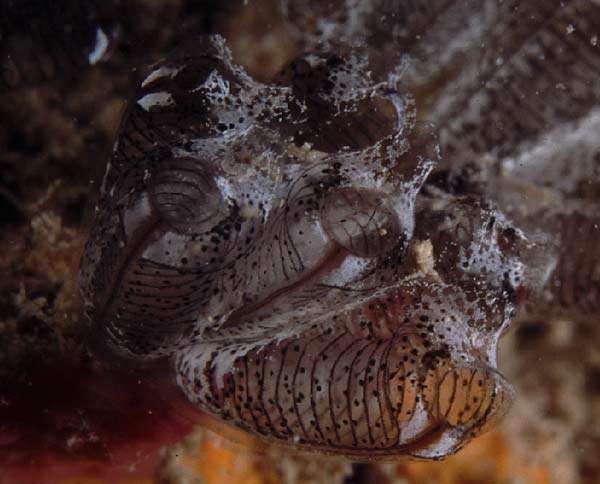 Image of Double blue tunicates