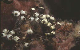 Image of Double blue tunicates