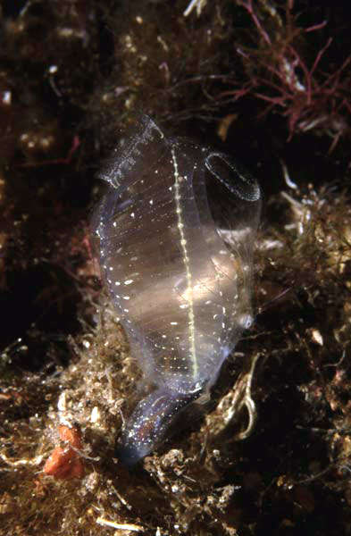 Image of bluestriped light bulb tunicate