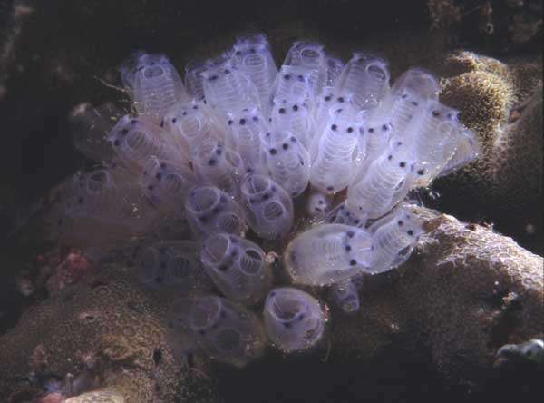 Image of Double blue tunicates