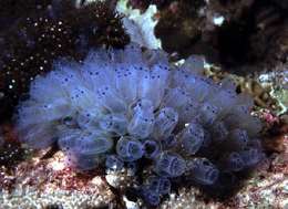 Image of Double blue tunicates