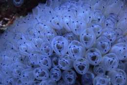 Image of Double blue tunicates