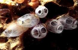 Image of Double blue tunicates