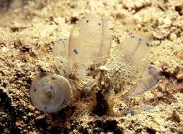 Image of Double blue tunicates