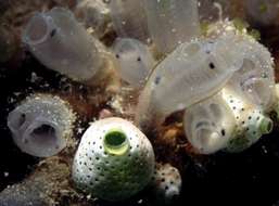 Image of Double blue tunicates