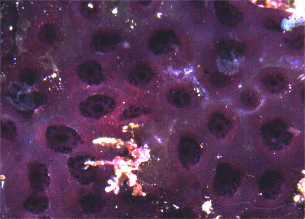 Image of Eudistoma reginum Kott 1990