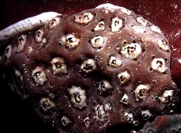 Image of Eudistoma rubiginosum Monniot F. & Monniot C. 1996