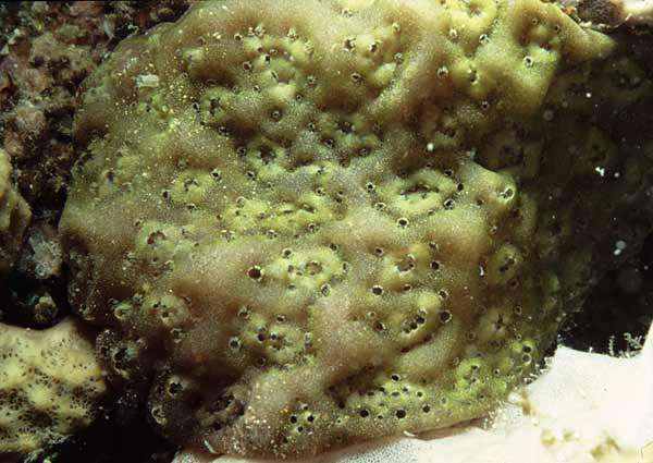 Image of Eudistoma rubiginosum Monniot F. & Monniot C. 1996