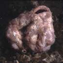 Exostoma ianthinum (Sluiter 1909) resmi