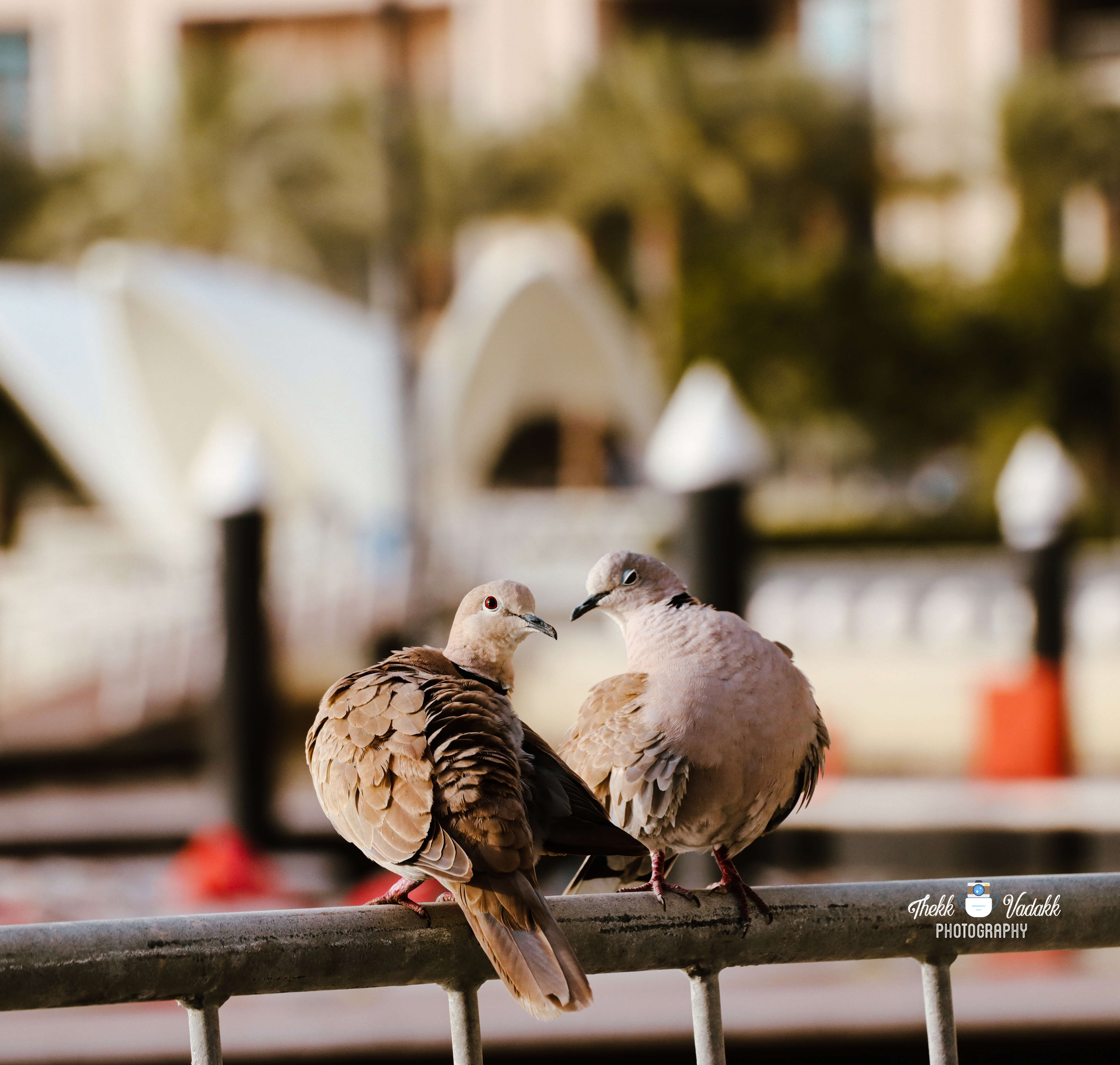 Image of Collared Dove