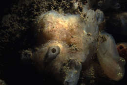 Image of Sea pork