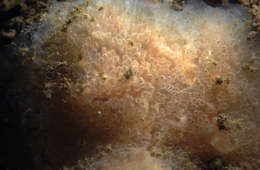 Image of Sea pork