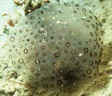 Image of <i>Polyclinidae morph</i> black circle