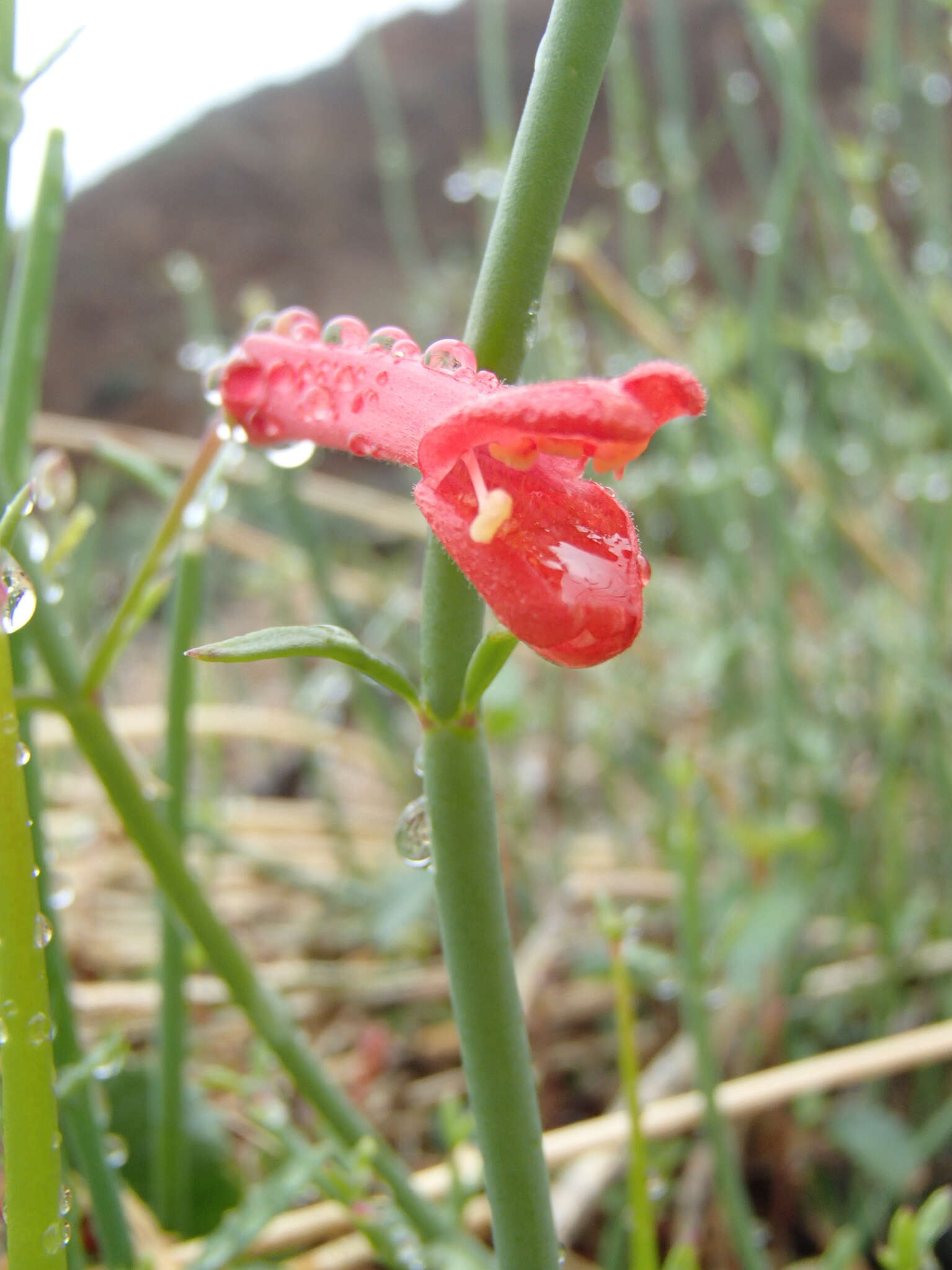 Image of Baja bush snapdragon