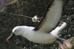 Image of Indian Yellow-nosed Albatross