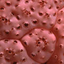 Image of <i>Polyclinidae morph pink</i>