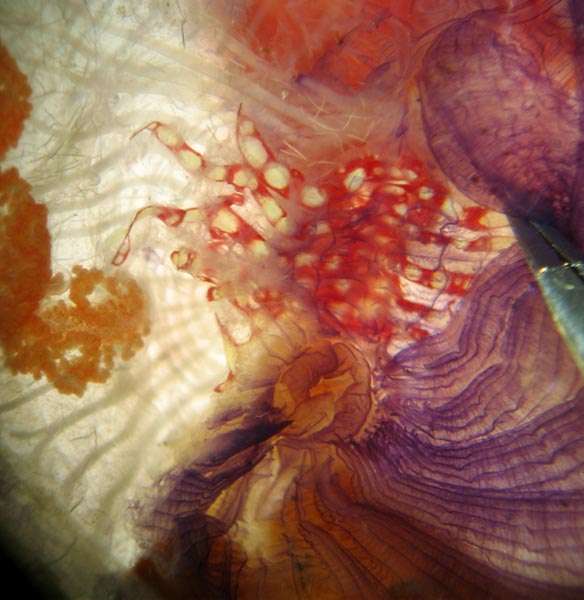 Image of Candy stripe tunicate