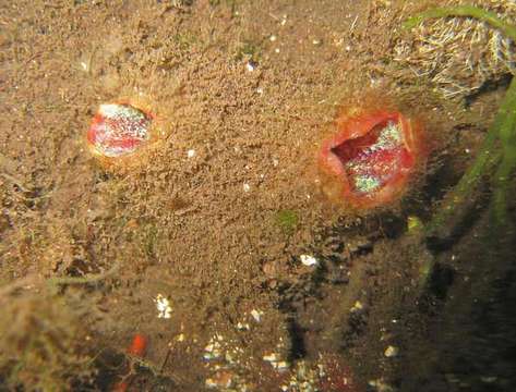 Image of Candy stripe tunicate