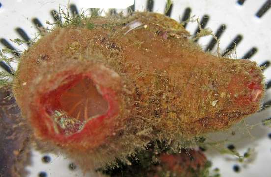 Image of Candy stripe tunicate