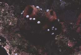 Image of <i>Herdmania morph red</i>