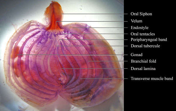 Image of Microcosmus Heller 1877