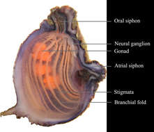 Image of Microcosmus Heller 1877