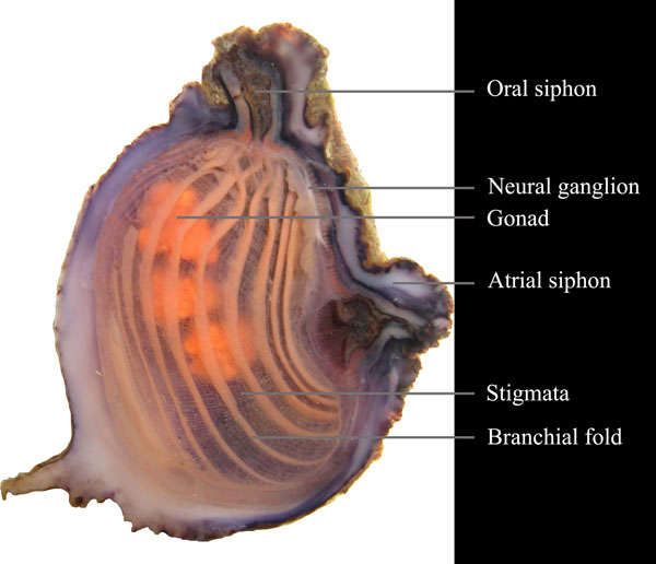 Image of Microcosmus Heller 1877