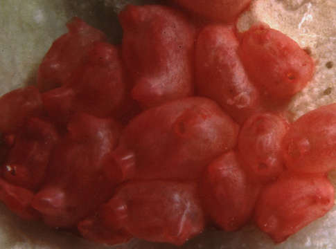 Image of <i>Eusynstyela morph red</i>