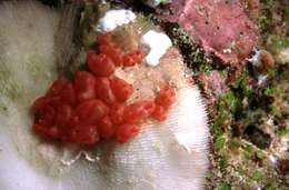 Image of <i>Eusynstyela morph red</i>
