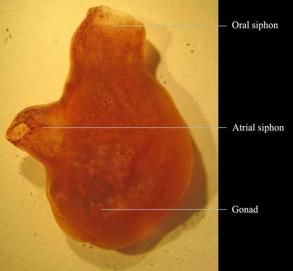 Image of Polycarpa spongiabilis Traustedt 1883