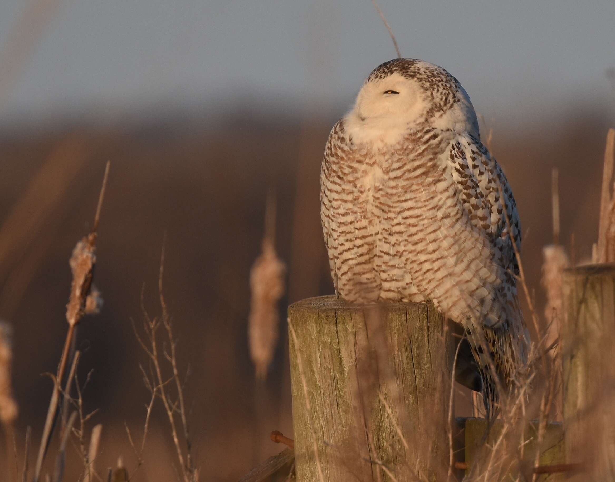 Image of Snowy Owl