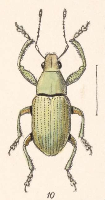 Image of Naupactus virescens Champion 1911