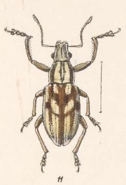 Image of Naupactus laticeps Champion 1911