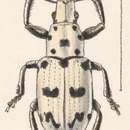 Image of Cyphus modestus Gyllenhal 1833