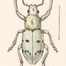 Image of Cyphus forreri Champion 1911