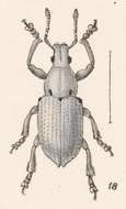 Imagem de Cyphus quadripunctatus Champion 1911