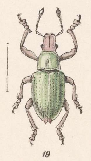 Image of Cyphus roseiventris Champion 1911