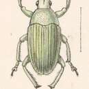 Image of Megalostylus sturmi Boheman 1840