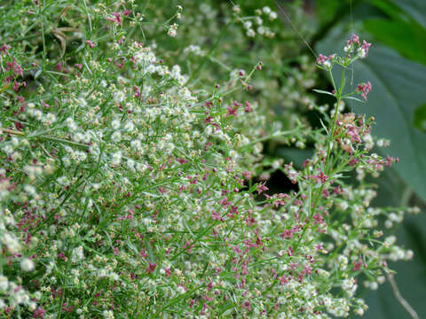 Plancia ëd Galium wrightii A. Gray