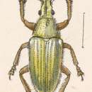 Image of Megalostylus tomentosus Champion 1911