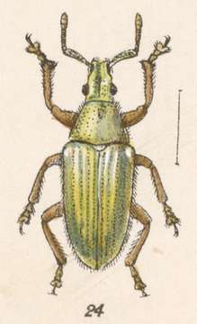 Image of Megalostylus tomentosus Champion 1911